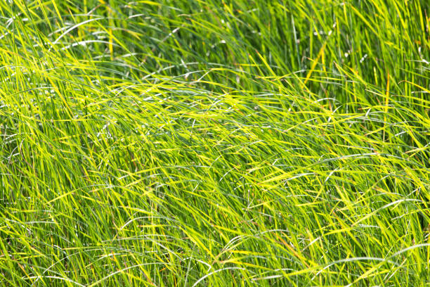 istock green reeds in nature 852024570