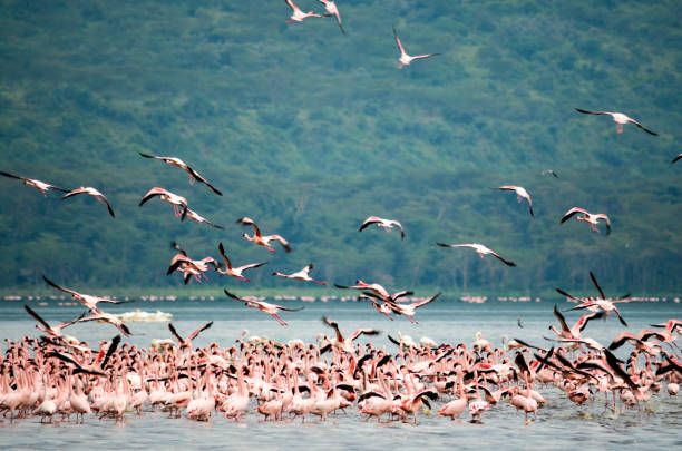 istock Flock of Flamingos in Nakuru 852024944
