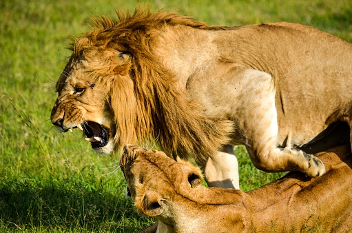 A domestic scene captured when a lion gets yelled at by his lioness. King of the jungle or not, you get shouted at.