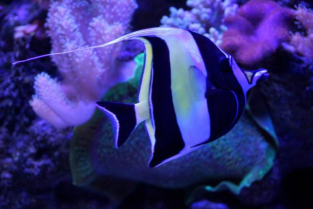 istock spotted sea fish in aquarium water 852026468