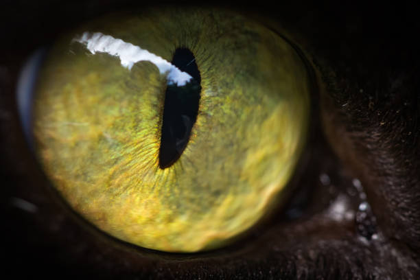istock A cat with green eyes close-up 852026476