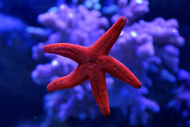 istock red starfish on the aquarium glass 852027194