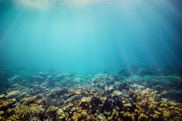 istock Underwater coral reef on the red sea 852029296