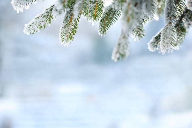 Photo of Winter scene - Frosted pine branches