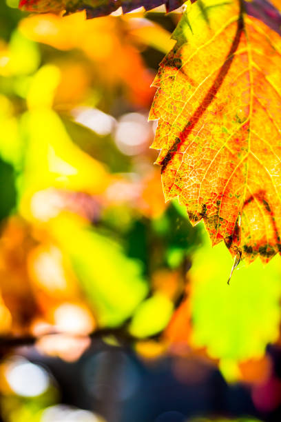 istock Red leaf colored green and yellow background, Wild grape of a vine 852031342