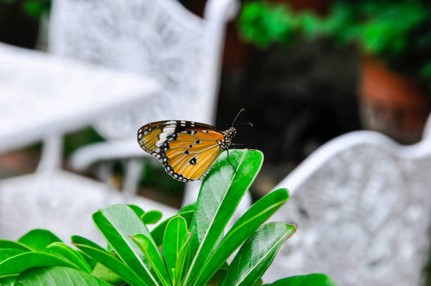 istock A butterfly perched on a green leaf in the garden 852032124