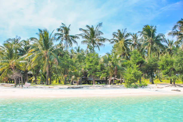 istock Coconut palm trees in tropical island 852032448
