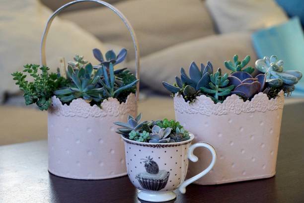 istock ornamental plants in the cup and flowerpots 852032484