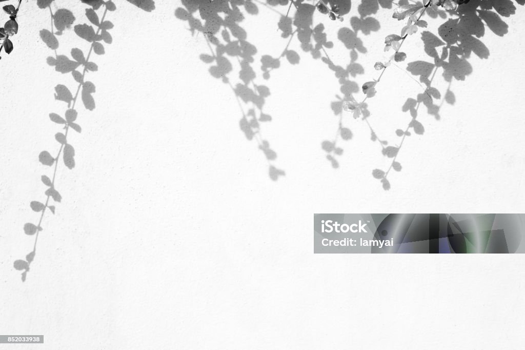 Weißen Hintergrund mit grünen Blatt und Schatten Blätter - Lizenzfrei Schlagschatten Stock-Foto