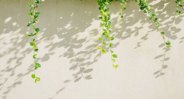 istock White background with green leaf and shadow leaves 852034088