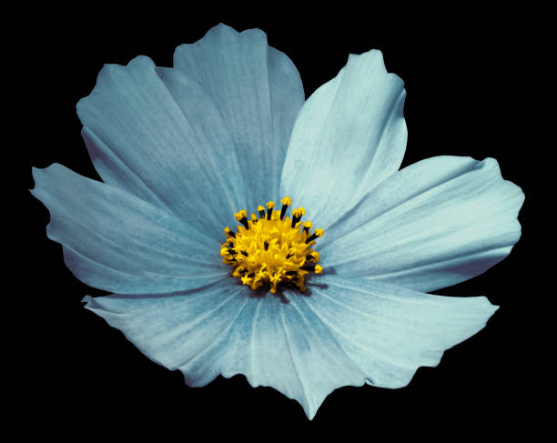 istock Blue  flower daisy black isolated  background  with  clipping path.  No shadows. Closeup.   Nature. 852034336