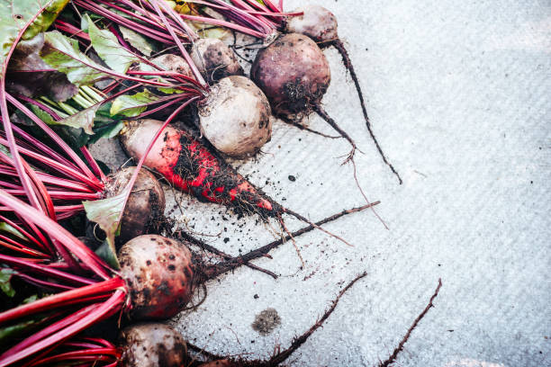 Beetroot lies on the background of a semicircle view from above