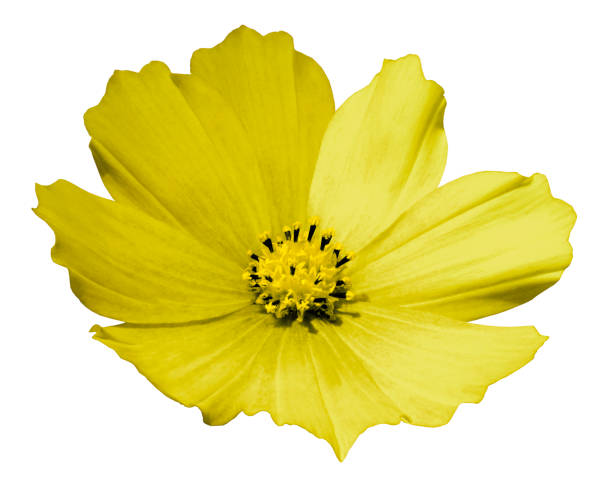 istock Yellow flower daisy white isolated  background  with  clipping path.  No shadows. Closeup.   Nature. 852036166