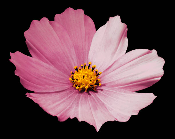 istock Pink flower daisy black isolated  background  with  clipping path.  No shadows. Closeup.   Nature. 852036614