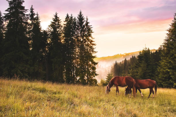 seul le cheval au pré de montagne au jour de pluie avec nuages dramatiques. paysage rural - meadow grazing horse agriculture photos et images de collection