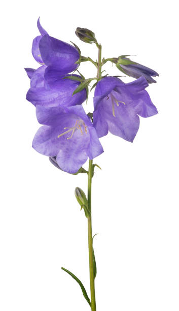 istock four violet bellflower blooms on green stem 852037208