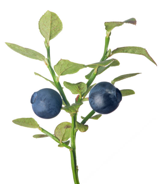 istock blueberry branch with two dark berries 852037248