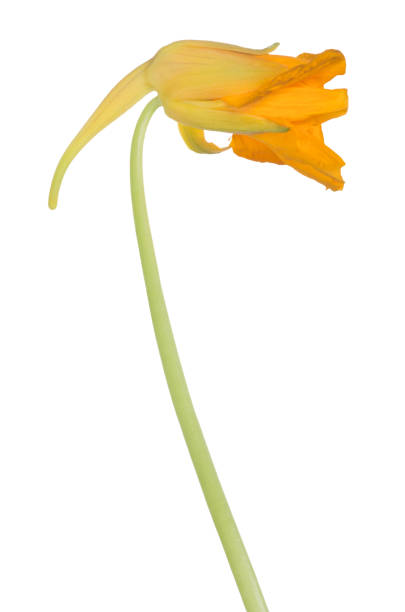 istock yellow nasturtium bud isolated on white 852037298