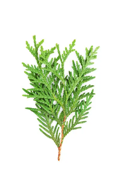 Photo of Young sprout of green thuja or arborvitae isolated on white background.