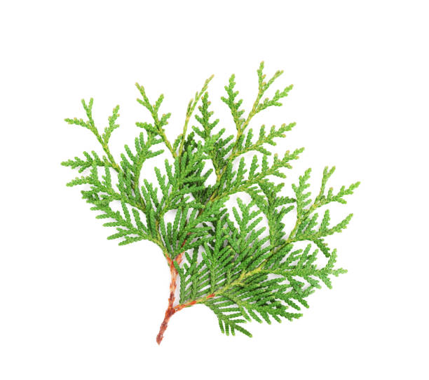 istock Sprout of thuja or arborvitae isolated on white background. 852039632