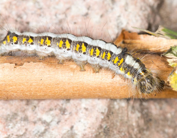 istock caterpillar in nature. close-up 852045018
