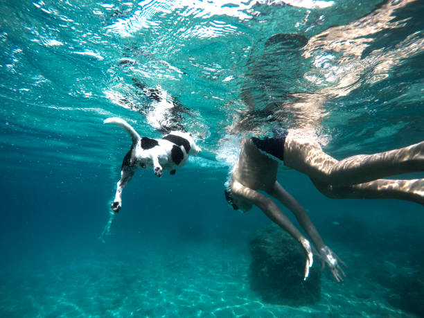 amici nuoto nel mare - underwater dog adult happiness foto e immagini stock