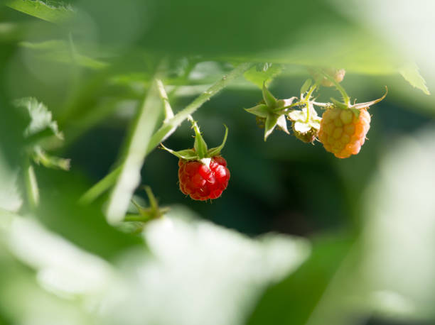 raspberry in nature raspberry in nature . the plantation course at kapalua stock pictures, royalty-free photos & images