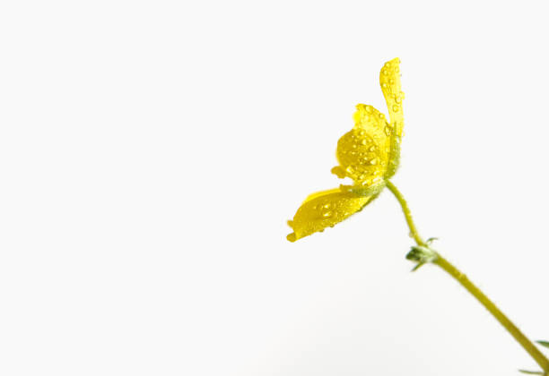 Yellow flower of small caltrops weed isolated on white background Yellow flower of small caltrops weed, isolated flower on white background tribulus terrestris stock pictures, royalty-free photos & images