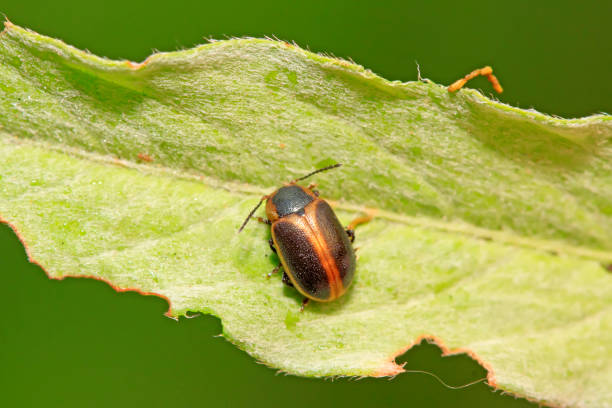 istock beetle in green grass in the wild 852060474