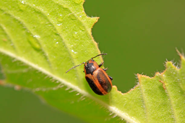 istock beetle in green grass in the wild 852060546
