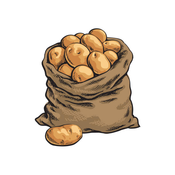 ilustraciones, imágenes clip art, dibujos animados e iconos de stock de saco de arpillera lleno de papa maduro, dibujado a mano - raw potato isolated vegetable white background