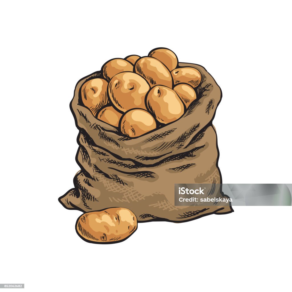 Burlap sack full of ripe potato, hand drawn Burlap sack full of ripe potato, hand drawn, sketch style vector illustration isolated on white background. Hand drawn full burlap potato sack, isolated vector illustration Raw Potato stock vector