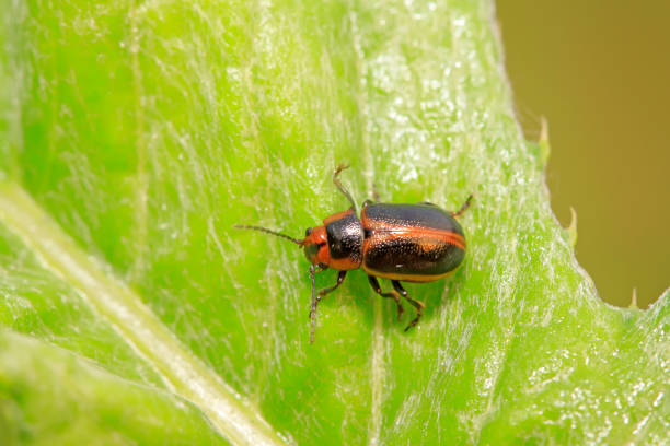 istock beetle in green grass in the wild 852062702