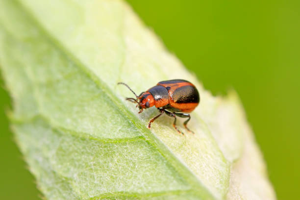istock beetle in green grass in the wild 852062726