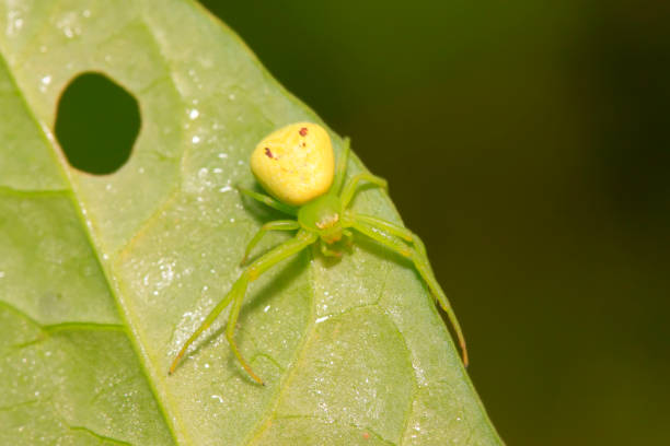 istock a kind of insects named crab spider on green plant 852062932