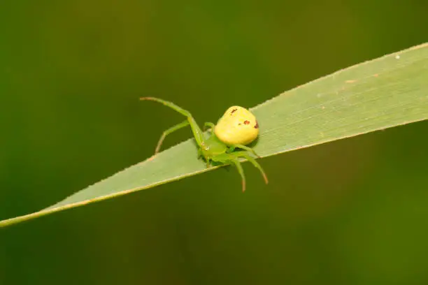 Photo of a kind of insects named crab spider on green plant