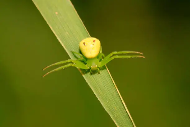 Photo of a kind of insects named crab spider on green plant