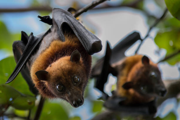 twee fruit vleermuizen over om uit te rusten na een drukke nacht voeding. - vleerhond stockfoto's en -beelden