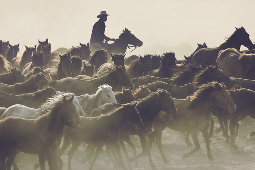 A turkish horse shepherd and his wild horses captured in Hormetci Village, Hacilar, Kayseri, Turkey