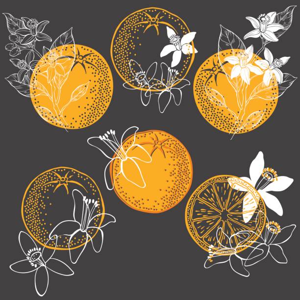 orange frucht und blüte. vektor-illustration von sechs verschiedenen isolierten elemente für das design. -handgemalte florale elemente auf einem dunklen hintergrund. - orangenbaum blüte stock-grafiken, -clipart, -cartoons und -symbole