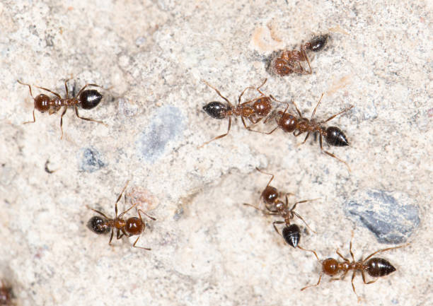 istock ants on the wall. close-up 852067640