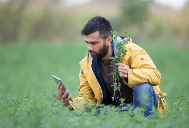Farmer in clover field Young farmer with beard holding tablet and clover plants in field lucerne switzerland stock pictures, royalty-free photos & images