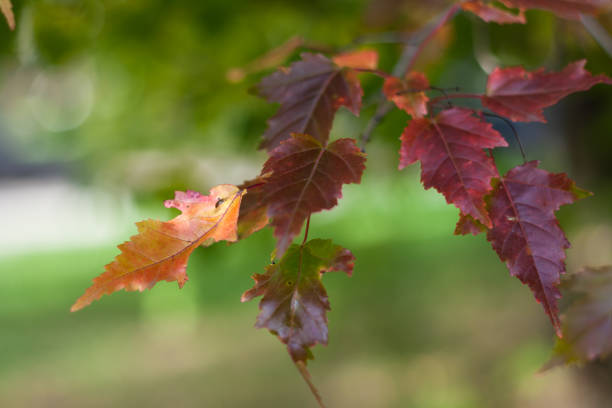 istock Autumn leaves background in autumn park 852073906