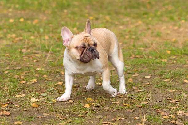 istock French Bulldog Close-up 852075370