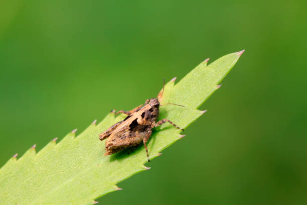 istock Locust perched on green leaf in the wild 852075394