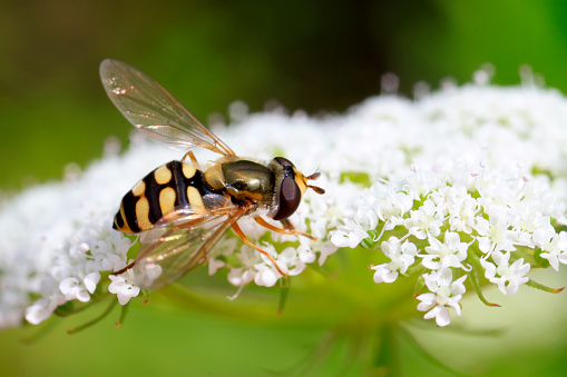 syrphidae gather nectar from flowers