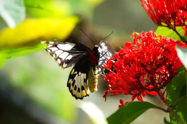 Close-up of a black and red colored butterfly sitting on a red flower eating its nectar to feed itself in the sun.