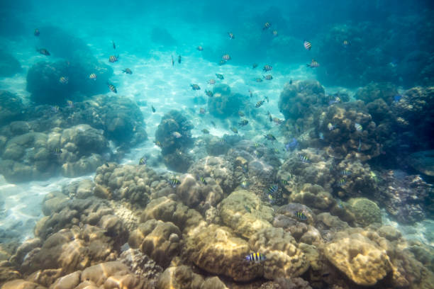 istock School fish swimming on reef in ocean 852113836