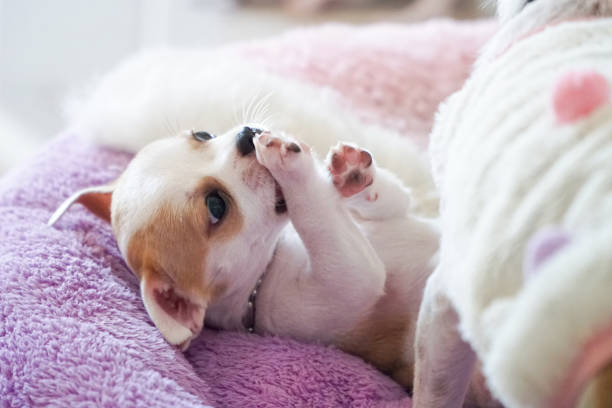 istock Puppy small chihuahua white brown sleep lying 852114002