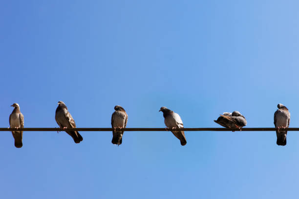 istock Birds sitting on the cable - Bird backgrounds 852114400